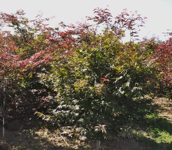 Acer palmatum 'Trompenburg' — photo 2